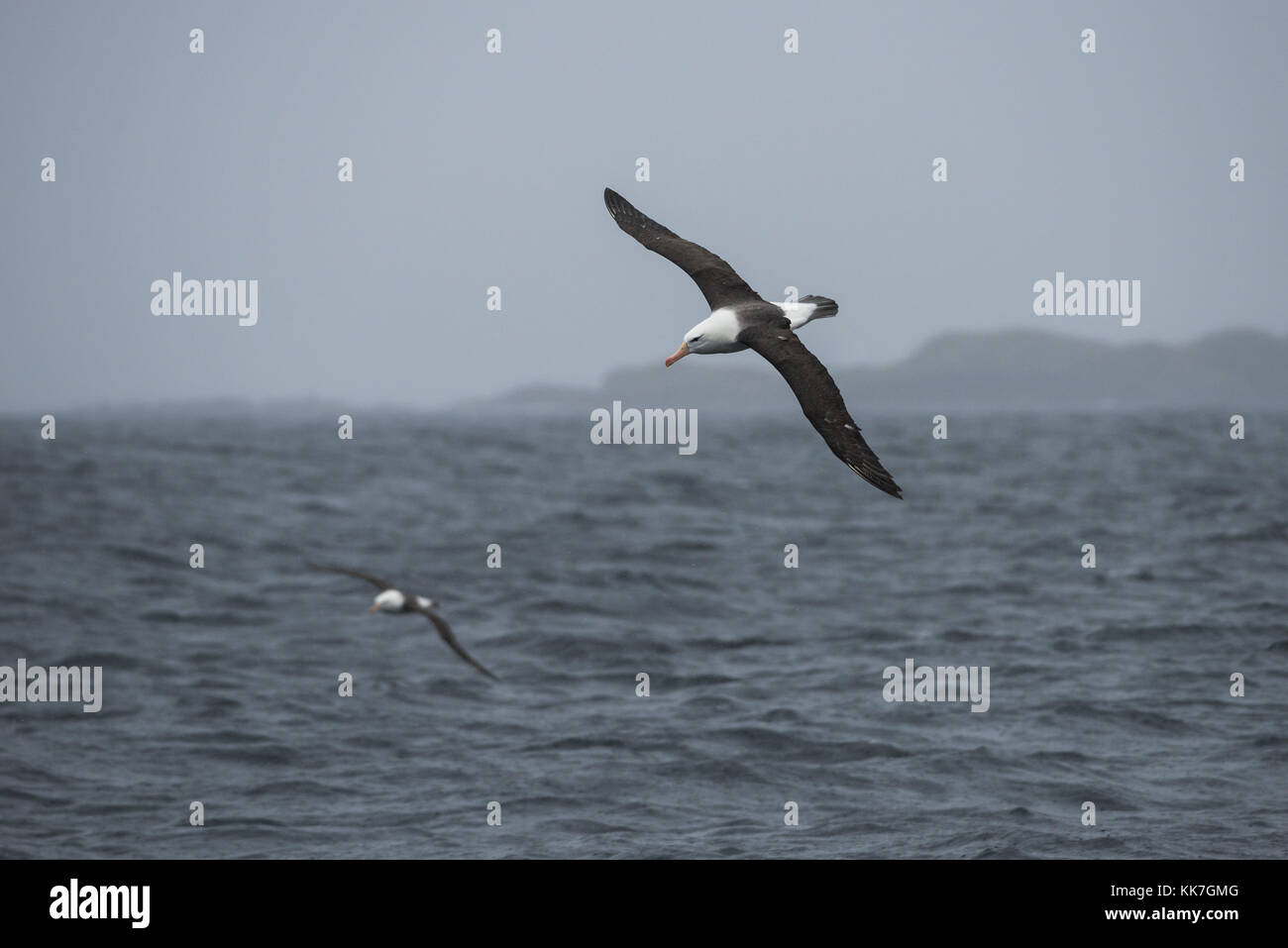 Black-browed Albatross in the southern Chilean fjords Stock Photo