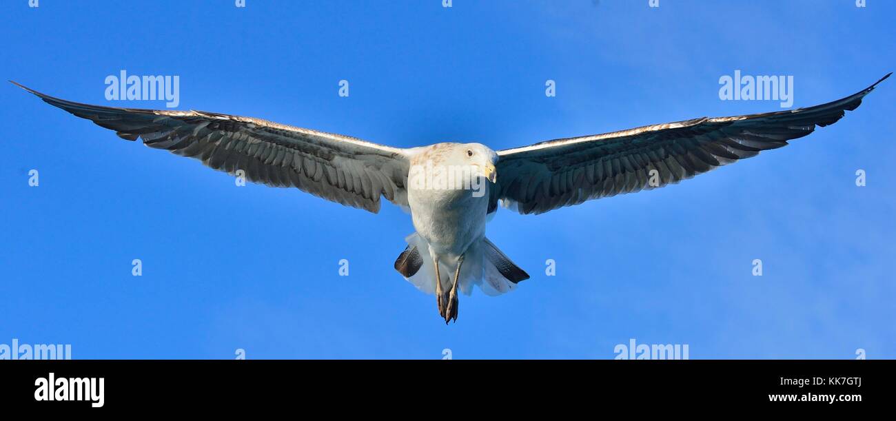 Flying Juvenile Kelp gull (Larus dominicanus), also known as the Dominican gull and Black Backed Kelp Gull. Blue sky background. False Bay, South Afri Stock Photo