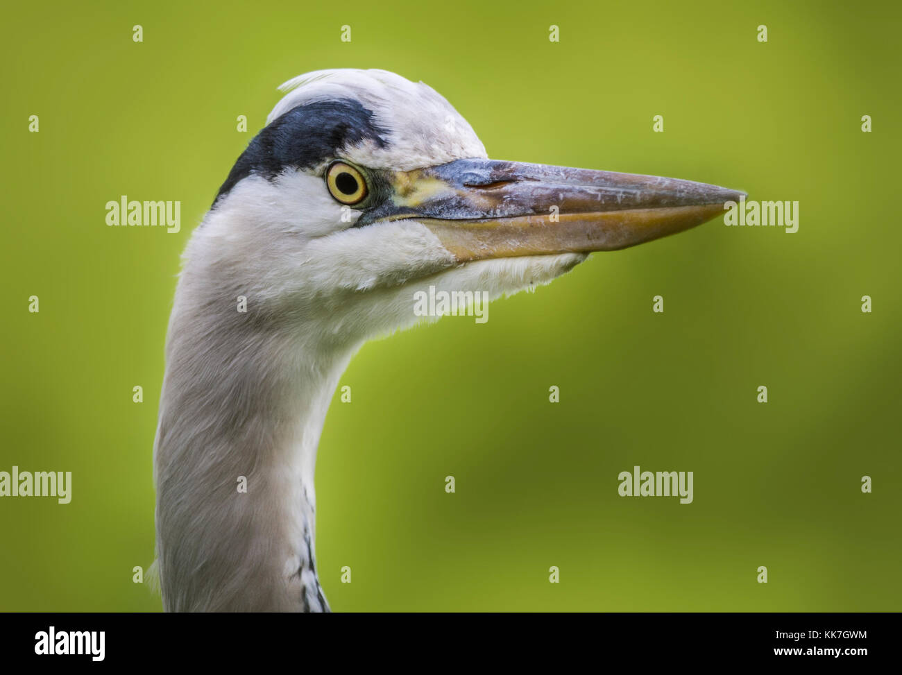 Closeup head of a Grey Heron (Ardea cinerea) in West Sussex, England, UK. Stock Photo