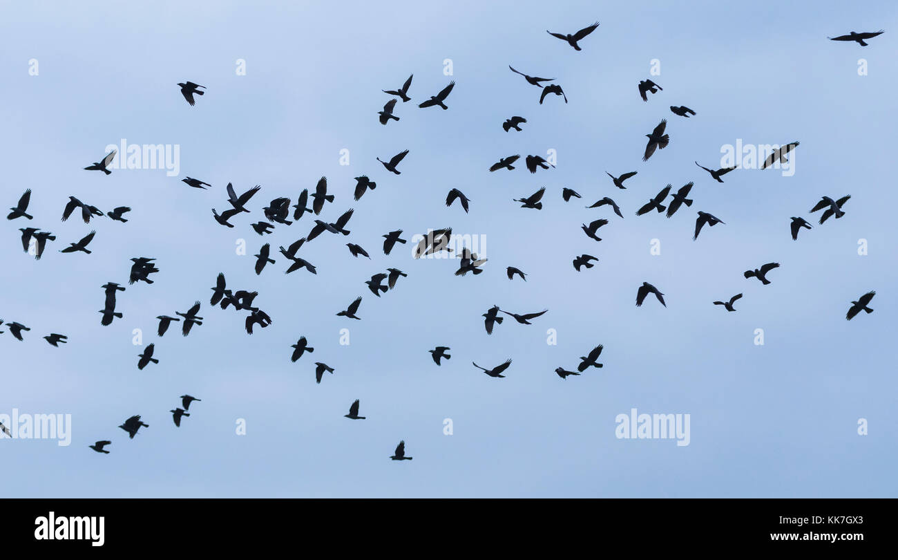 Flock of Carrion Crows flying against blue sky in West Sussex, England, UK. Stock Photo
