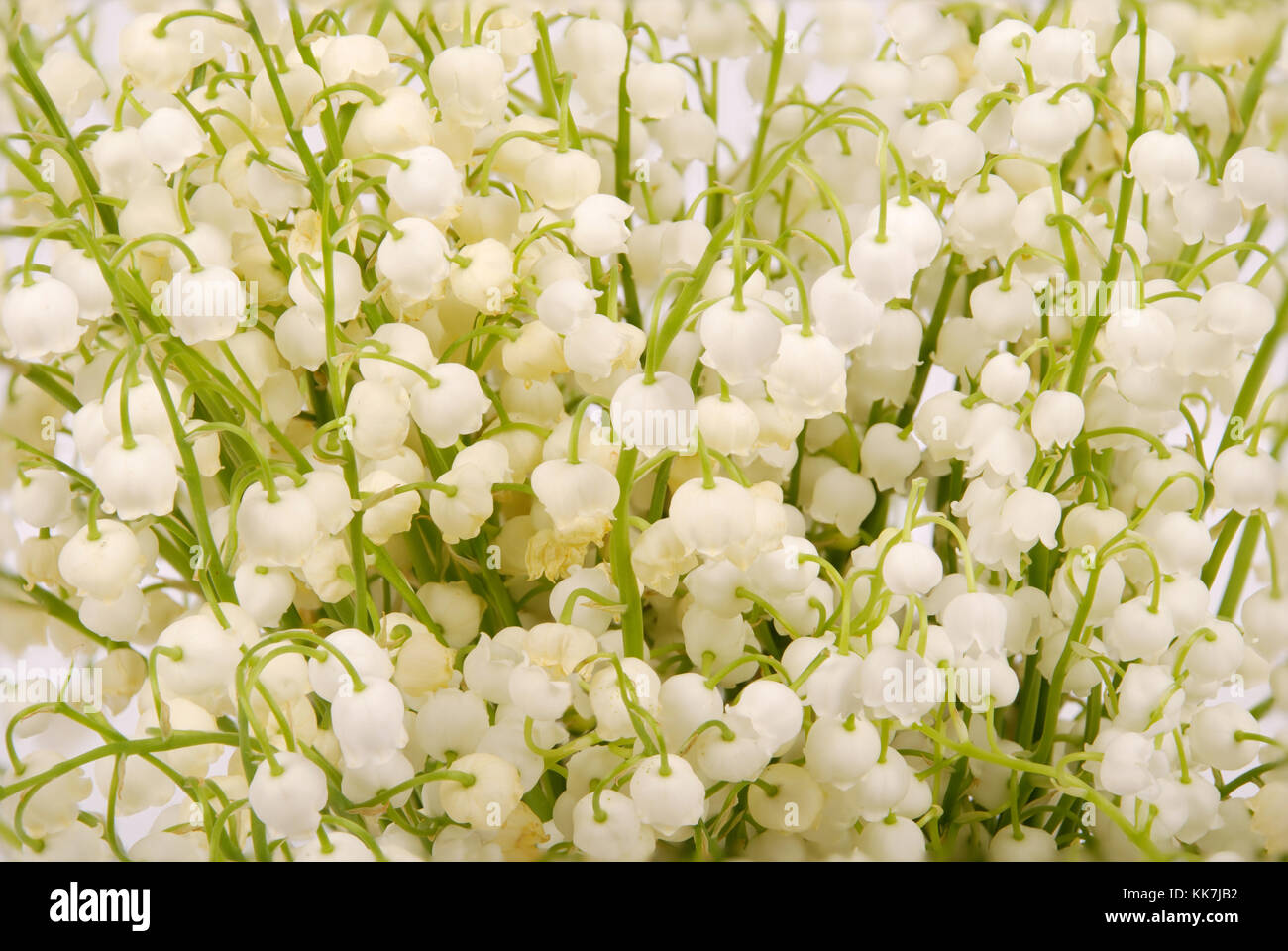 White lily of the valley in background Stock Photo - Alamy