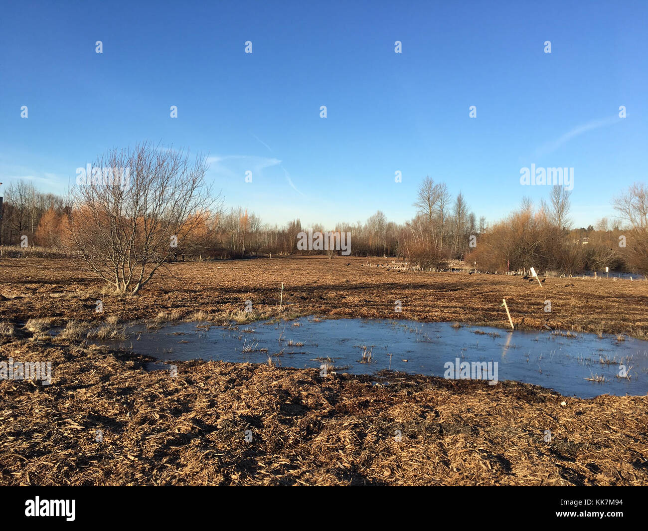 Ubna Sr 520 union bay natural area hi-res stock photography and images - Alamy