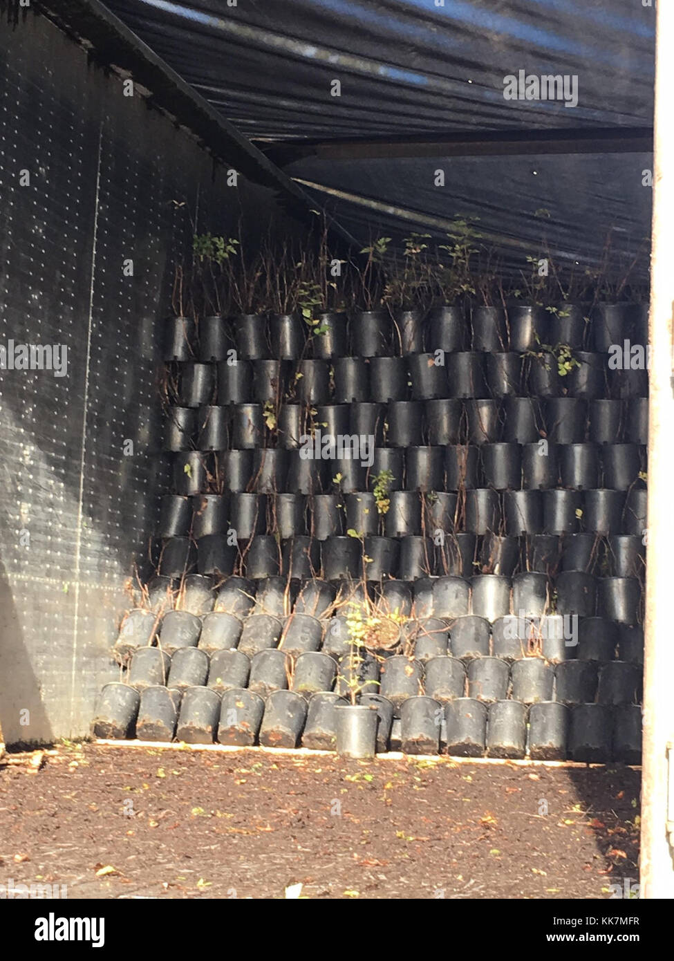 Ubna Plants arrive onsite at the Union Bay Natural Area ( SR520Bridge/About ...