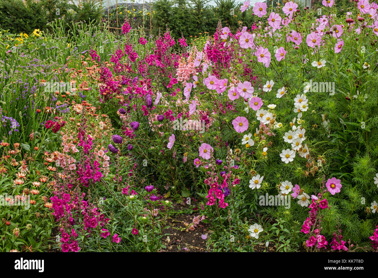 In an English flower garden Stock Photo - Alamy