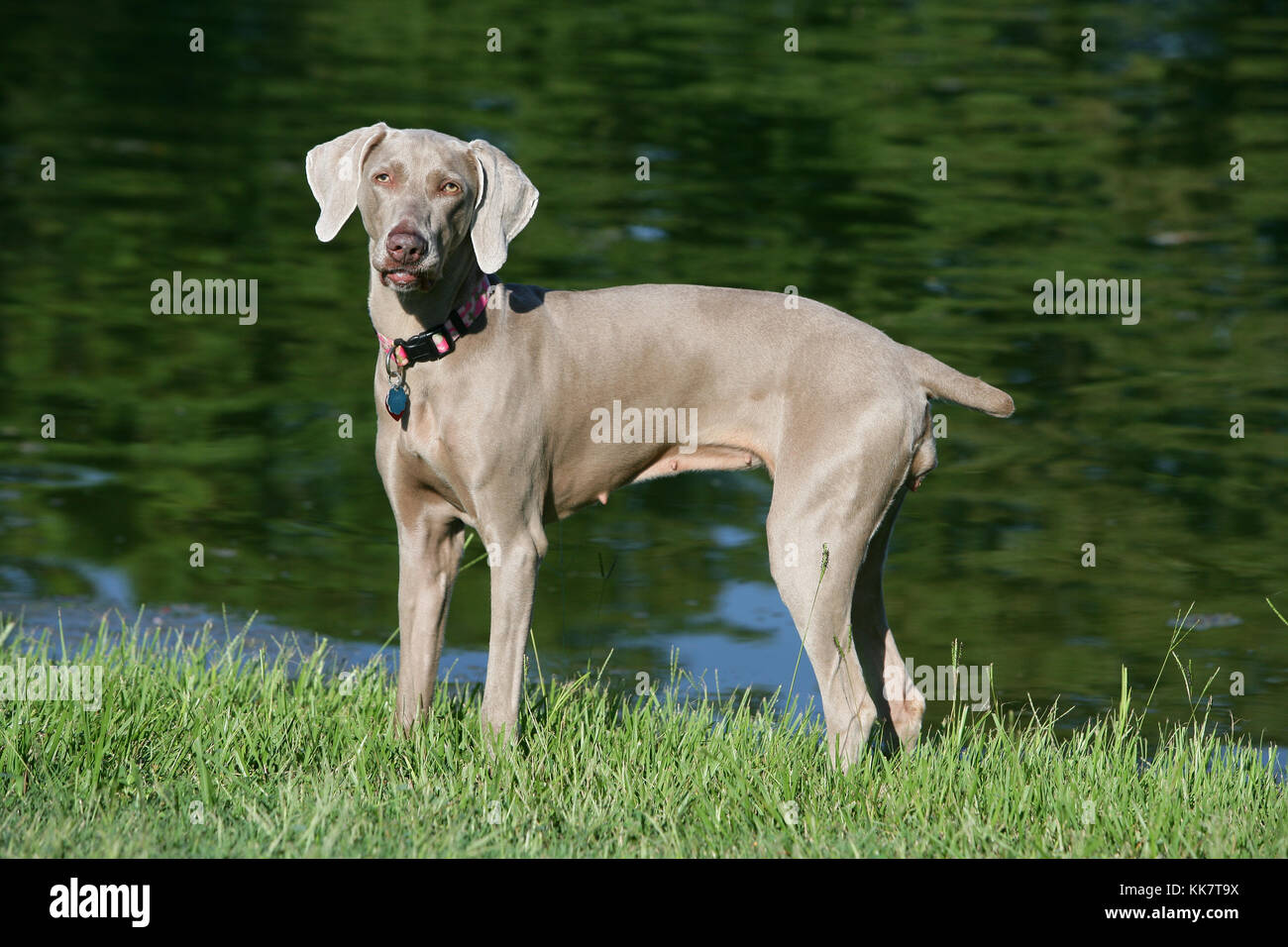 weimaraner docked tail