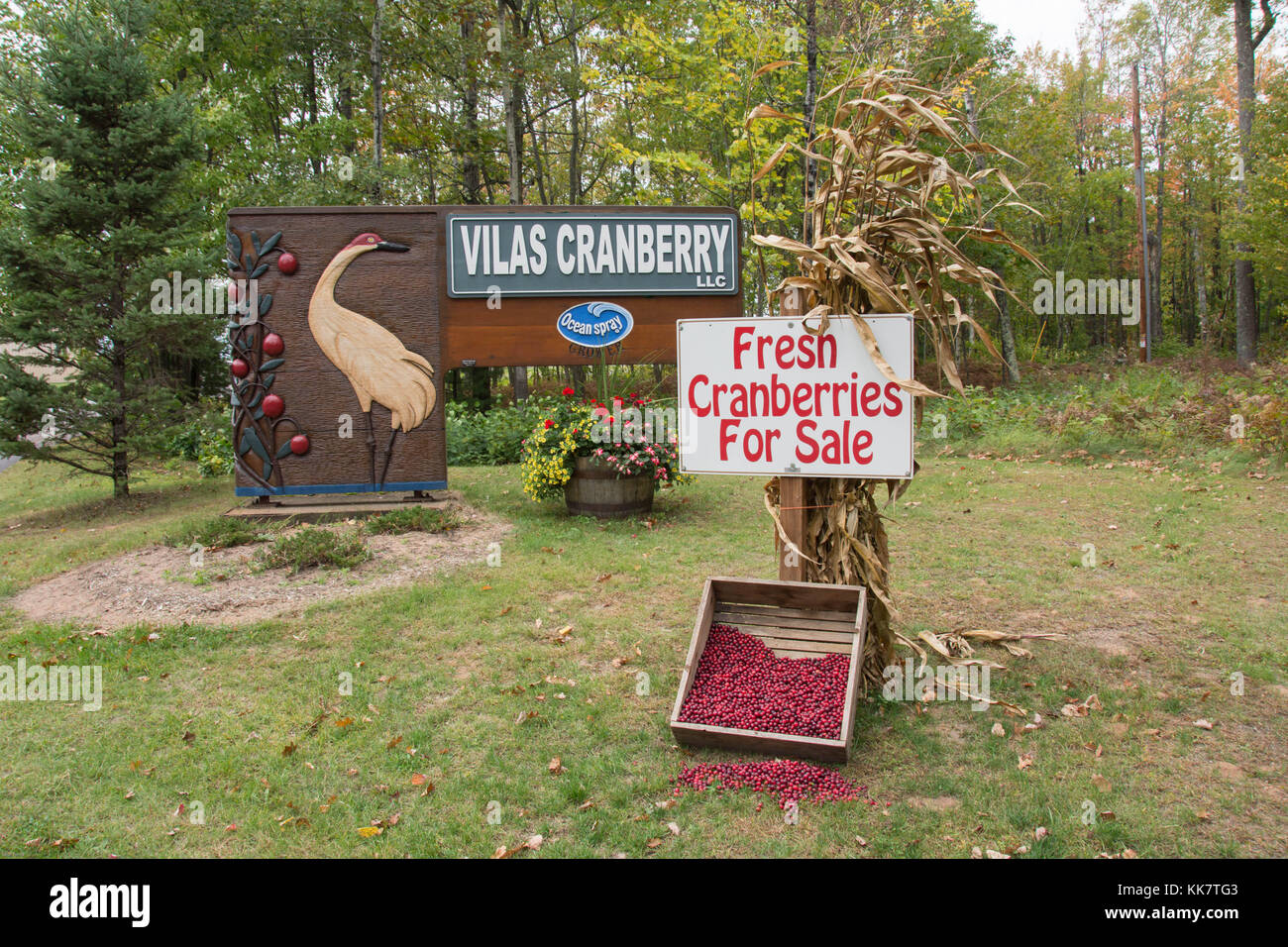 Vilas Cranberry farm in Manitowish Waters, Wisconsin Stock Photo Alamy