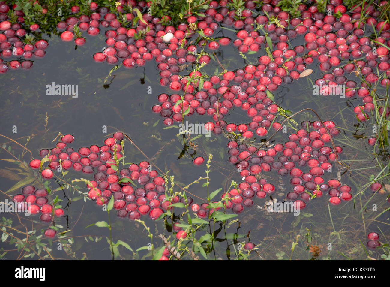 Vilas Cranberry farm in Manitowish Waters, Wisconsin Stock Photo Alamy