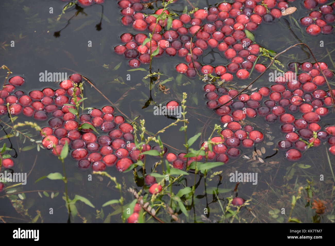 Vilas Cranberry farm in Manitowish Waters, Wisconsin Stock Photo