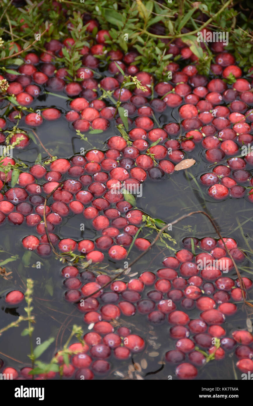 Vilas Cranberry farm in Manitowish Waters, Wisconsin Stock Photo Alamy