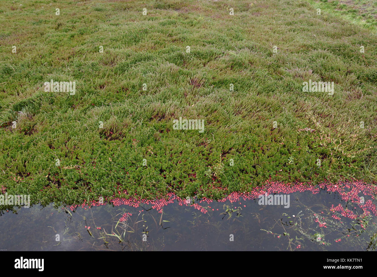 Vilas Cranberry farm in Manitowish Waters, Wisconsin Stock Photo Alamy
