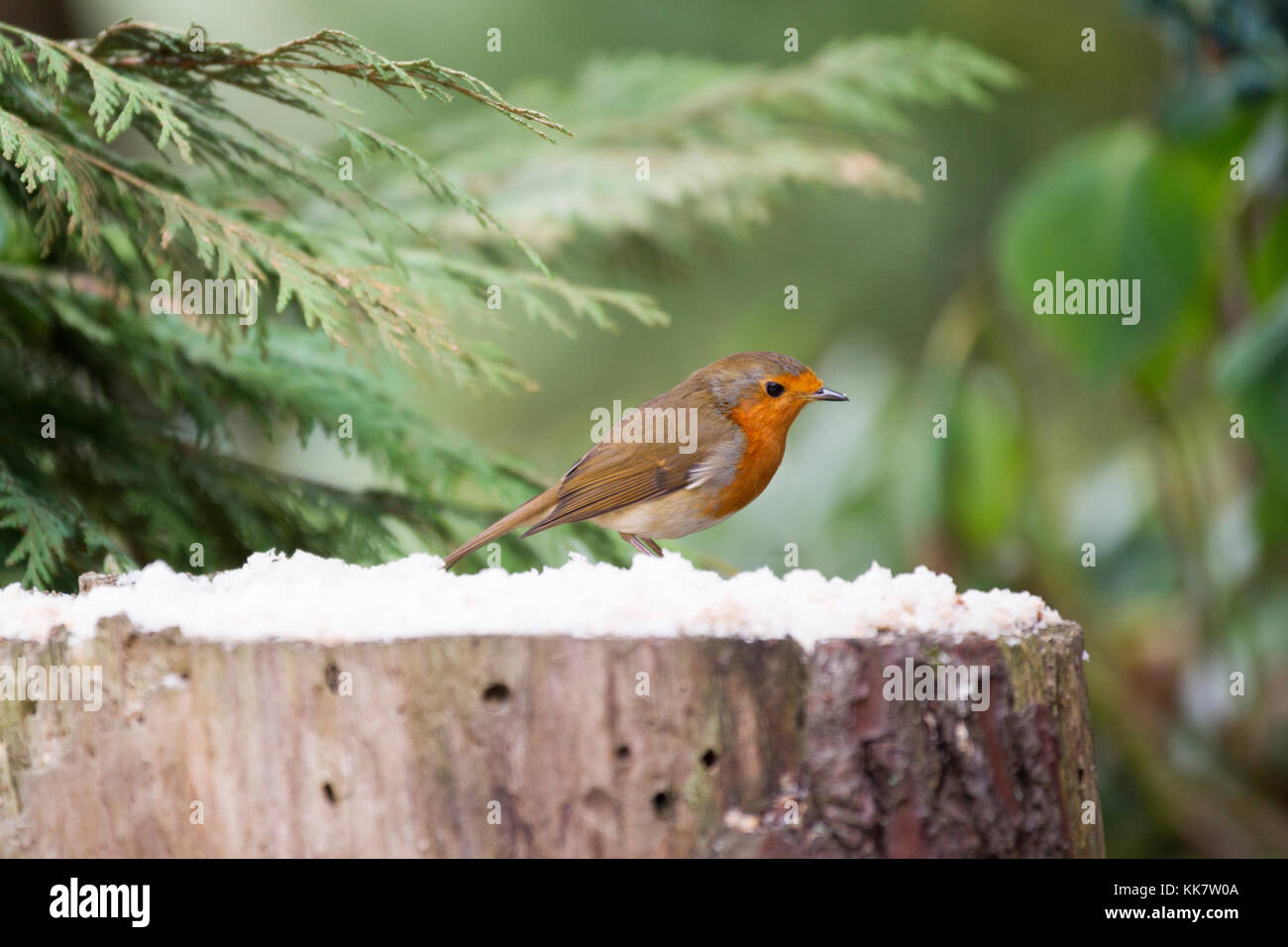 Christmas robin scene Stock Photo - Alamy