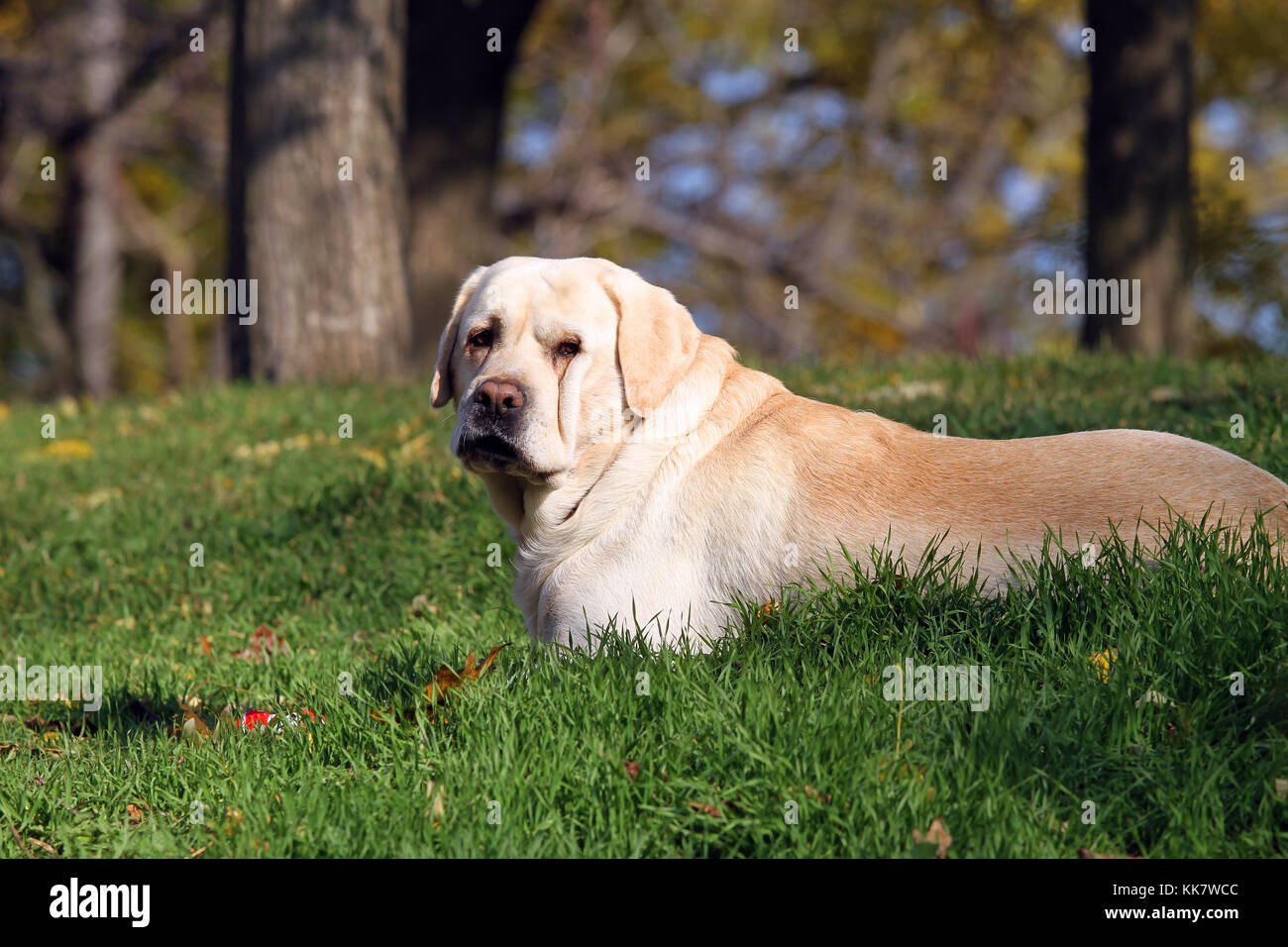 Yellow Lab Fall yellow labrador in the park in autumn playing with a red ball Stock ...