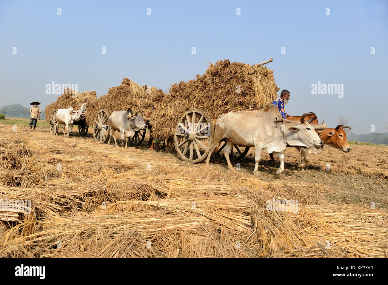 Collecting rice straw hi-res stock photography and images - Alamy