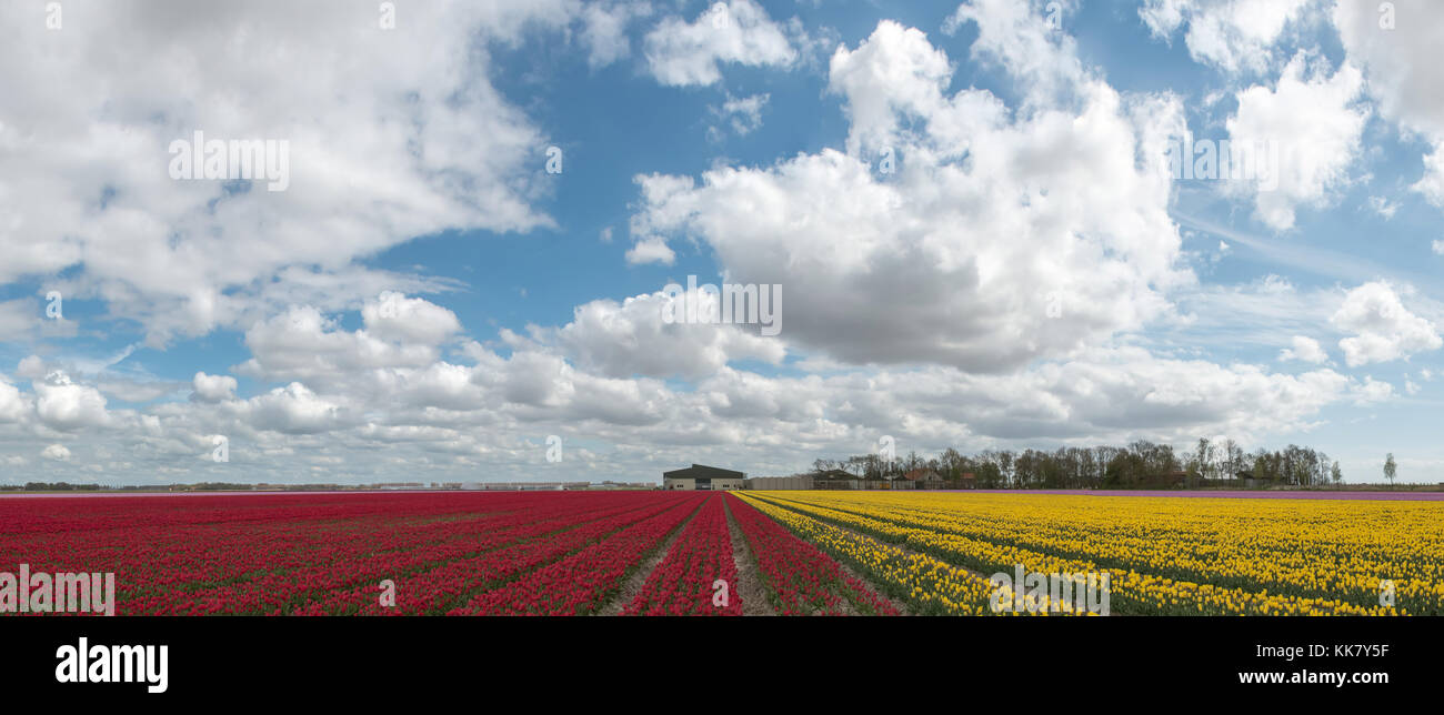 Dutch bulb field with red and yellow tulips and a cloudy sky Stock Photo