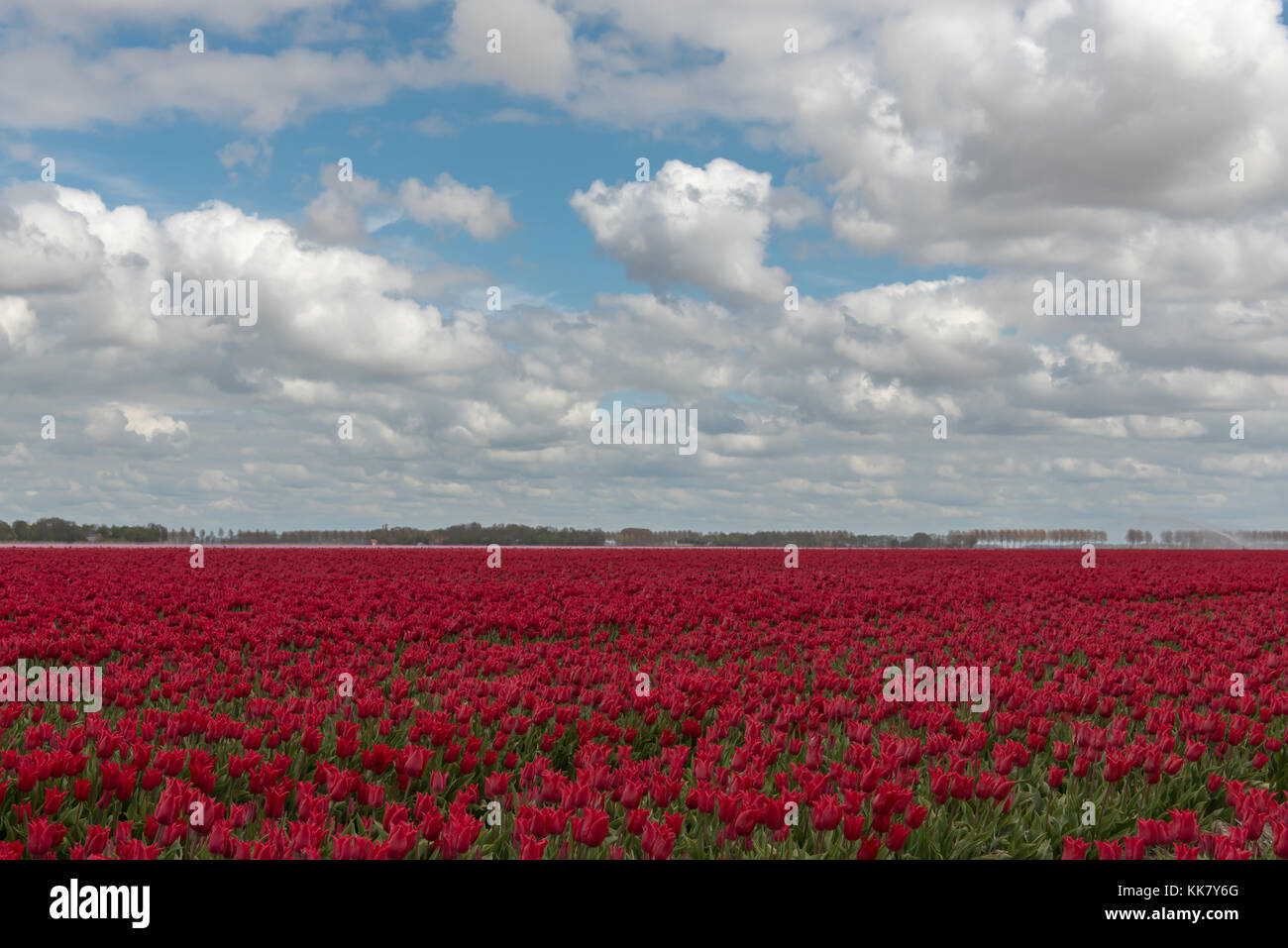 Dutch bulb field with red tulips and a cloudy sky Stock Photo