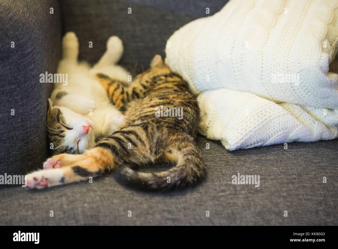 Horizontal photo of two few weeks old kittens which are sleeping together on the grey armchair. First cat is white and tabby, second is tabby and red  Stock Photo