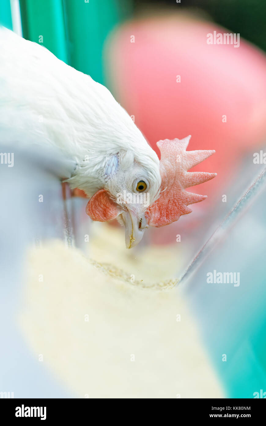 Close-up of the head of a chicken pecking feed on a farm Stock Photo