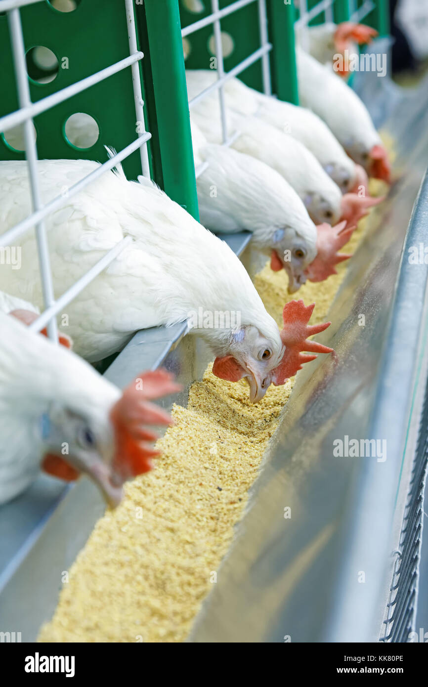A few white chickens in a row are fed on a poultry farm Stock Photo
