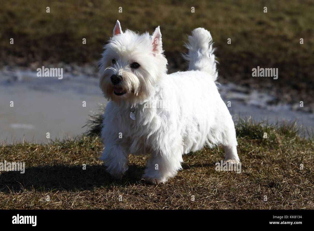 westie grooming tools