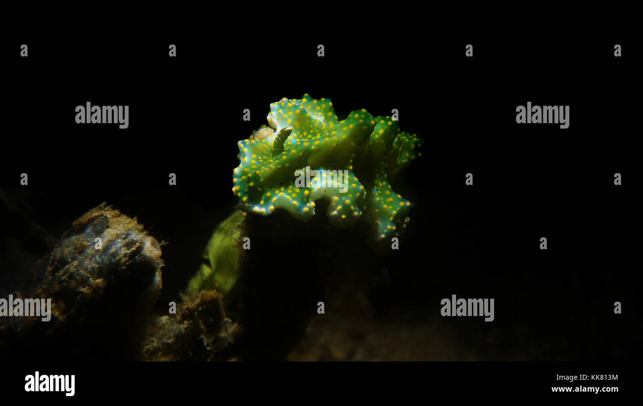 Miamira (Ceratosoma) sp.5 Sinuatum sp. with eggmass Stock Photo