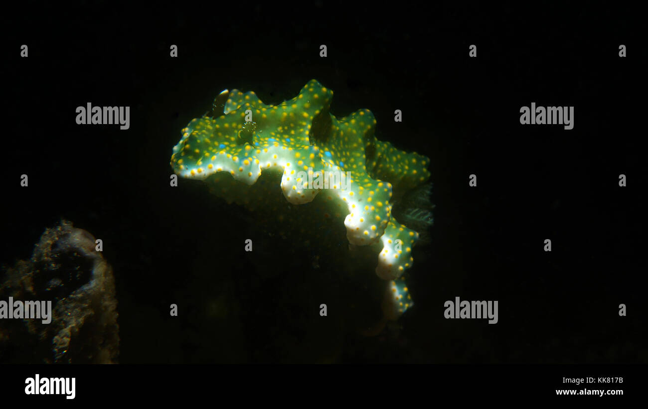 Miamira (Ceratosoma) sp.5 Sinuatum sp. with eggmass Stock Photo