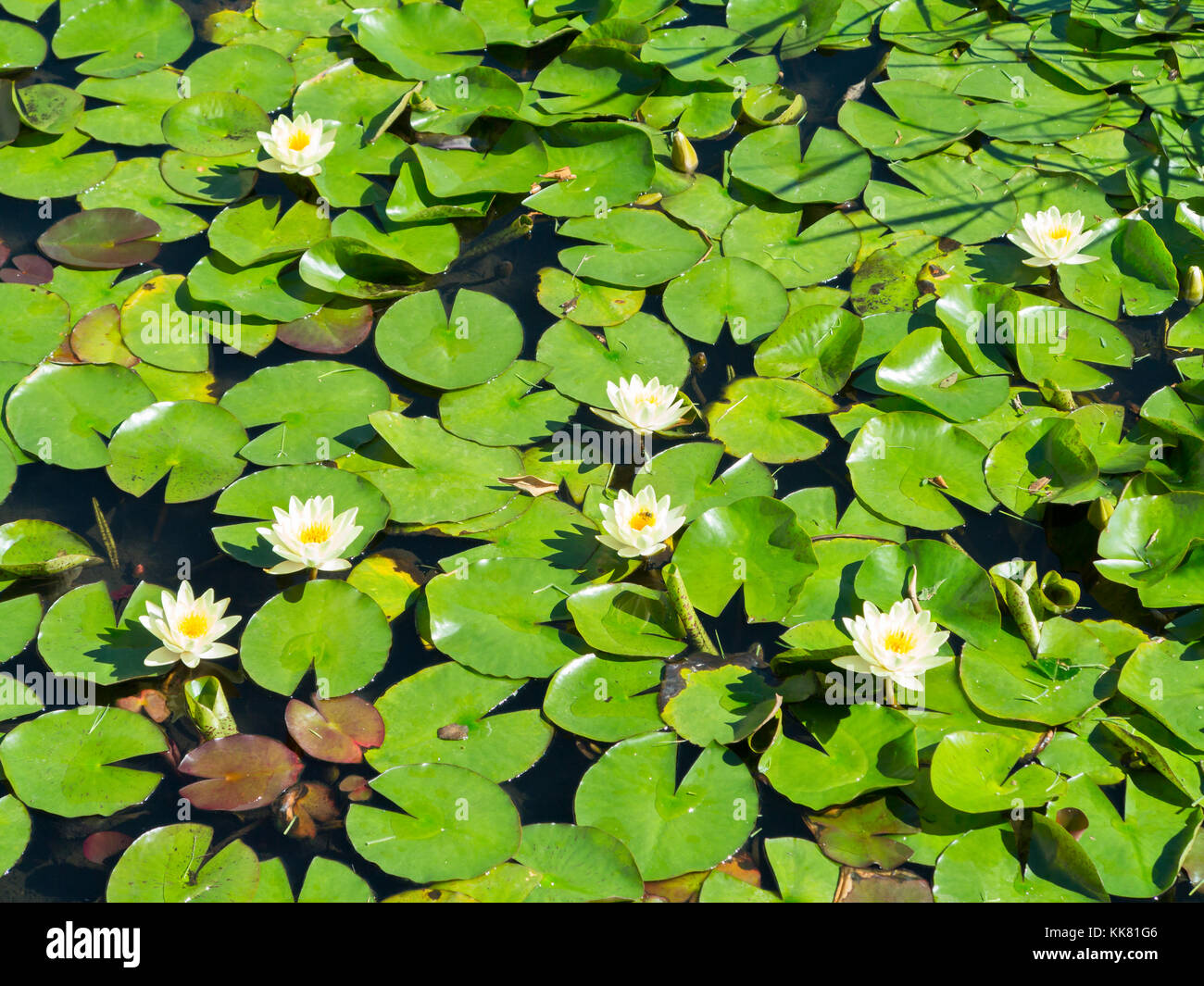 Water lilies or lotus flowers, Riccione, Italy Stock Photo