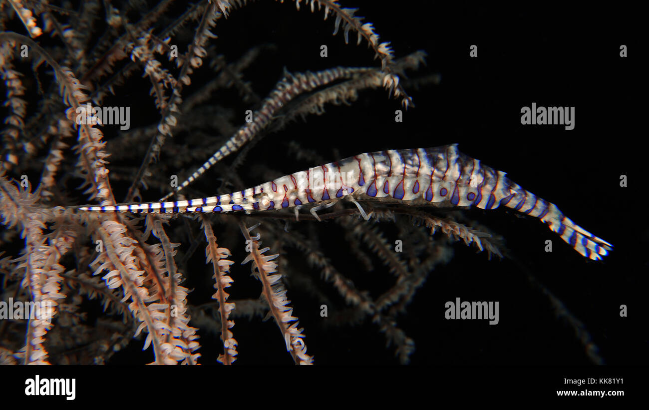 Tozeuma Sawblade Shrimp Tozeuma armatum Stock Photo
