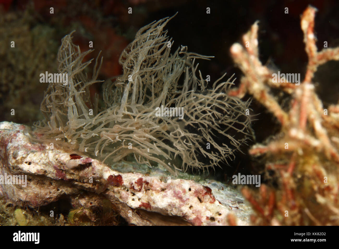 Melibe Colemani Ghost/Phantom Nudibranch Stock Photo