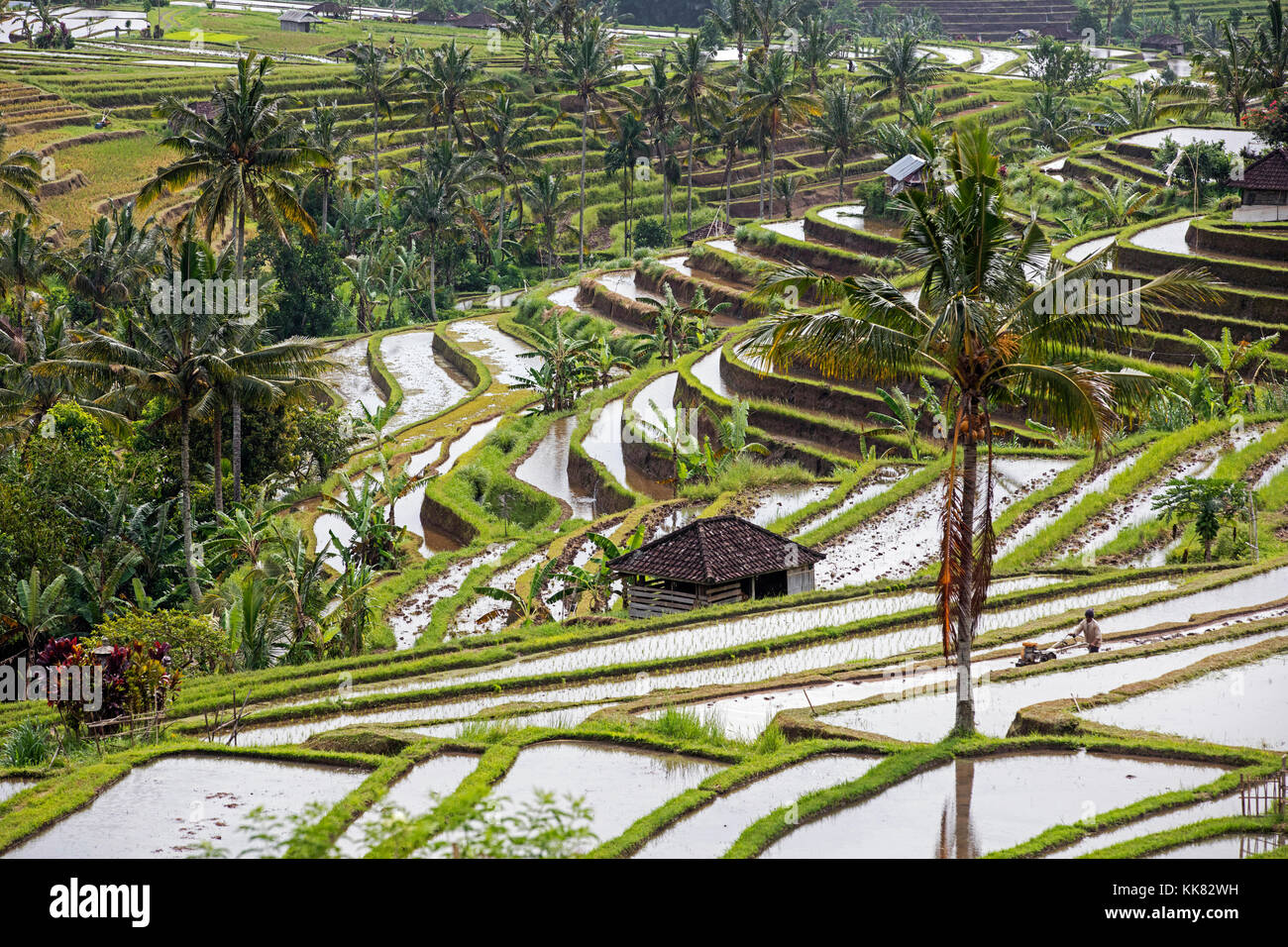 Jatiluwih terraced paddy fields, rice terraces in the highlands of West Bali, Indonesia Stock Photo
