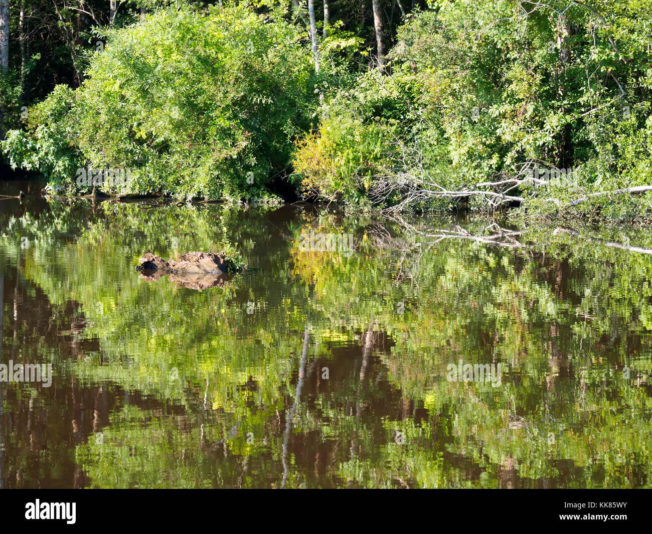 Waccamaw River, South Carolina Stock Photo