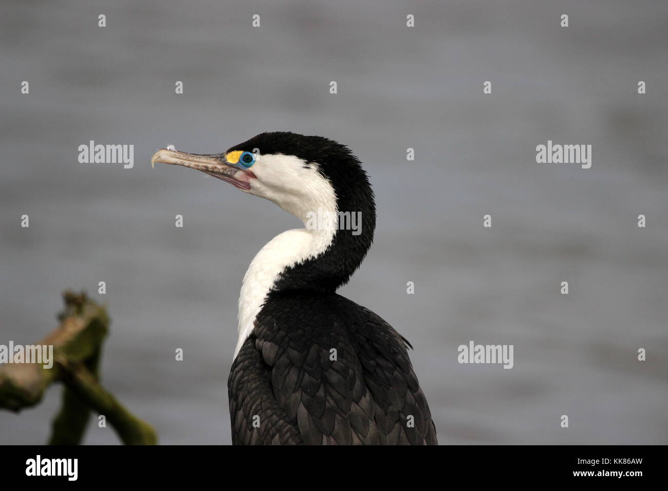 New Zealand pied shag (cormorant) Stock Photo