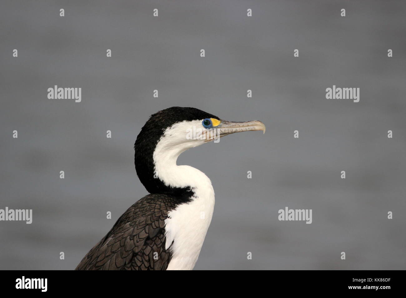 New Zealand pied shag (cormorant) Stock Photo