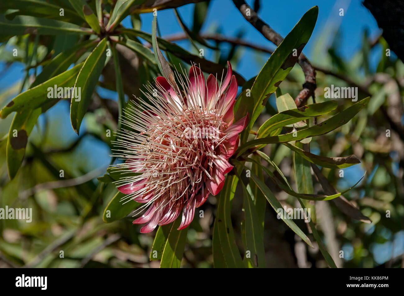 Flowering Protea tree in Royal Natal Park Drakensberg mountain, South Africa Stock Photo