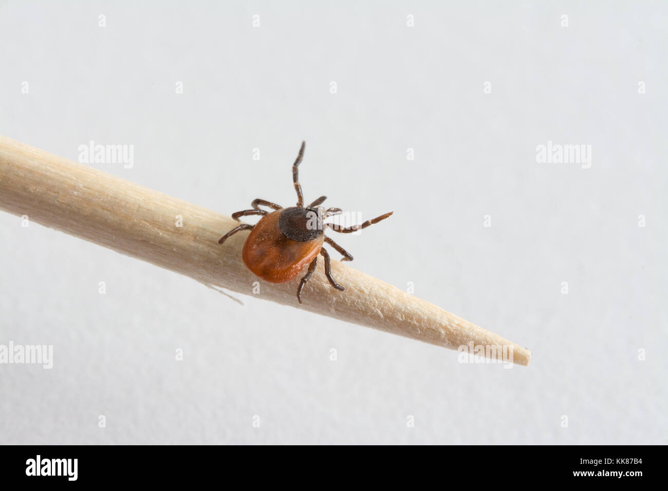Infectious tick on wooden toothpick. Ixodes ricinus. Dangerous parasite