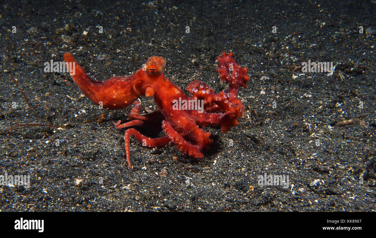 Starry Night Octopus Stock Photo