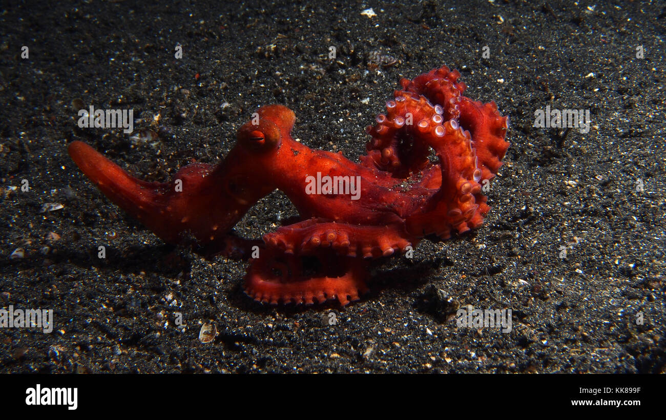 Starry Night Octopus Stock Photo