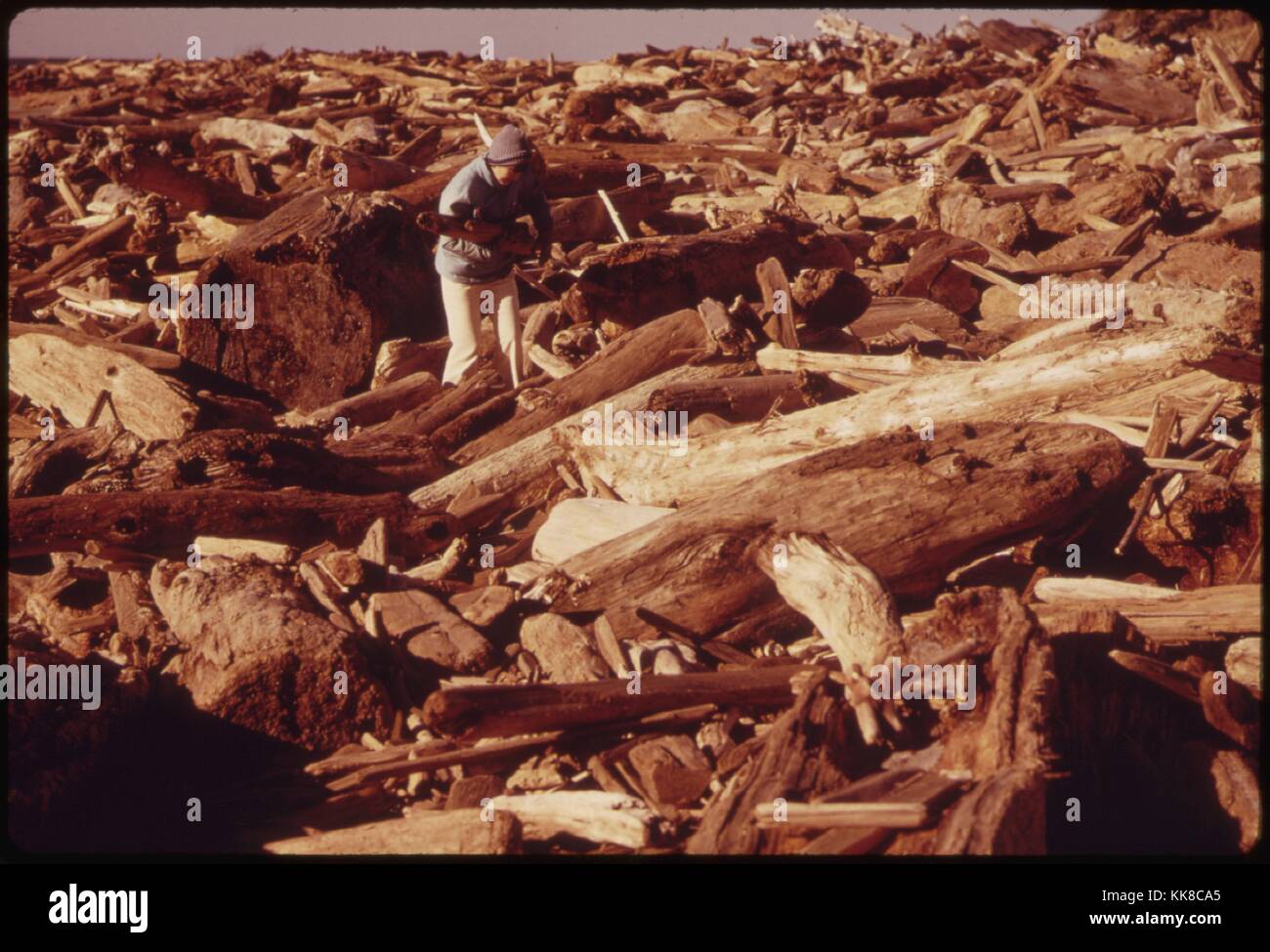 Conservation of Electricity Resulted in More People Collecting Firewood Along the Beaches as Did This Person near Lincoln City. When This Picture Was Taken in January, 1974, There Was a Wind-Chill Factor of Minus 12 Degrees. Image courtesy National Archives, 1973. Stock Photo