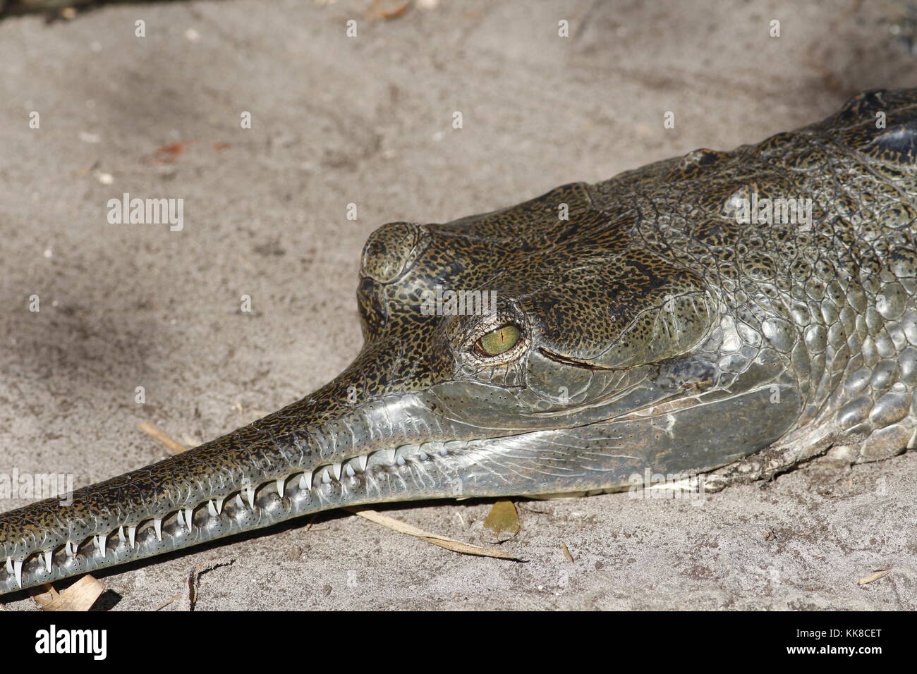Indian Gharial Gavialis Gangeticus Stock Photo Alamy Indian Gharial Gavialis Gangeticus Stock Photo Alamy