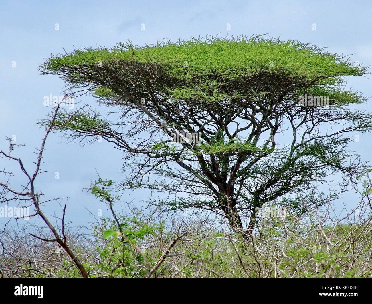 Umbrella thorn tree in Kruger National Park, South Africa Stock Photo