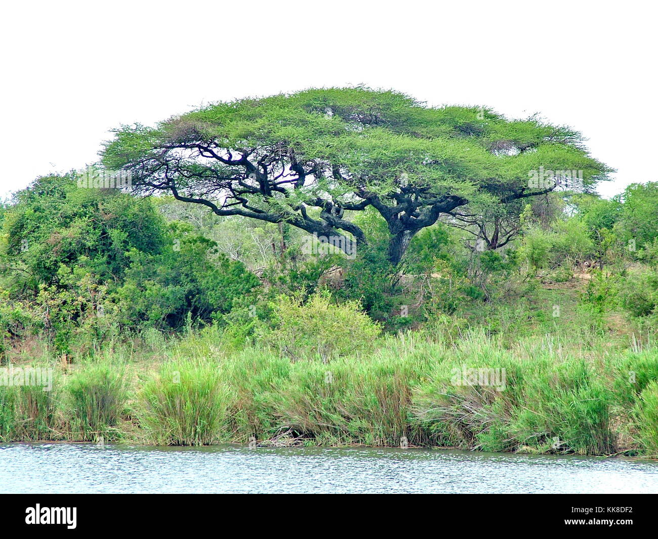 Umbrella thorn tree in Kruger National Park, South Africa Stock Photo