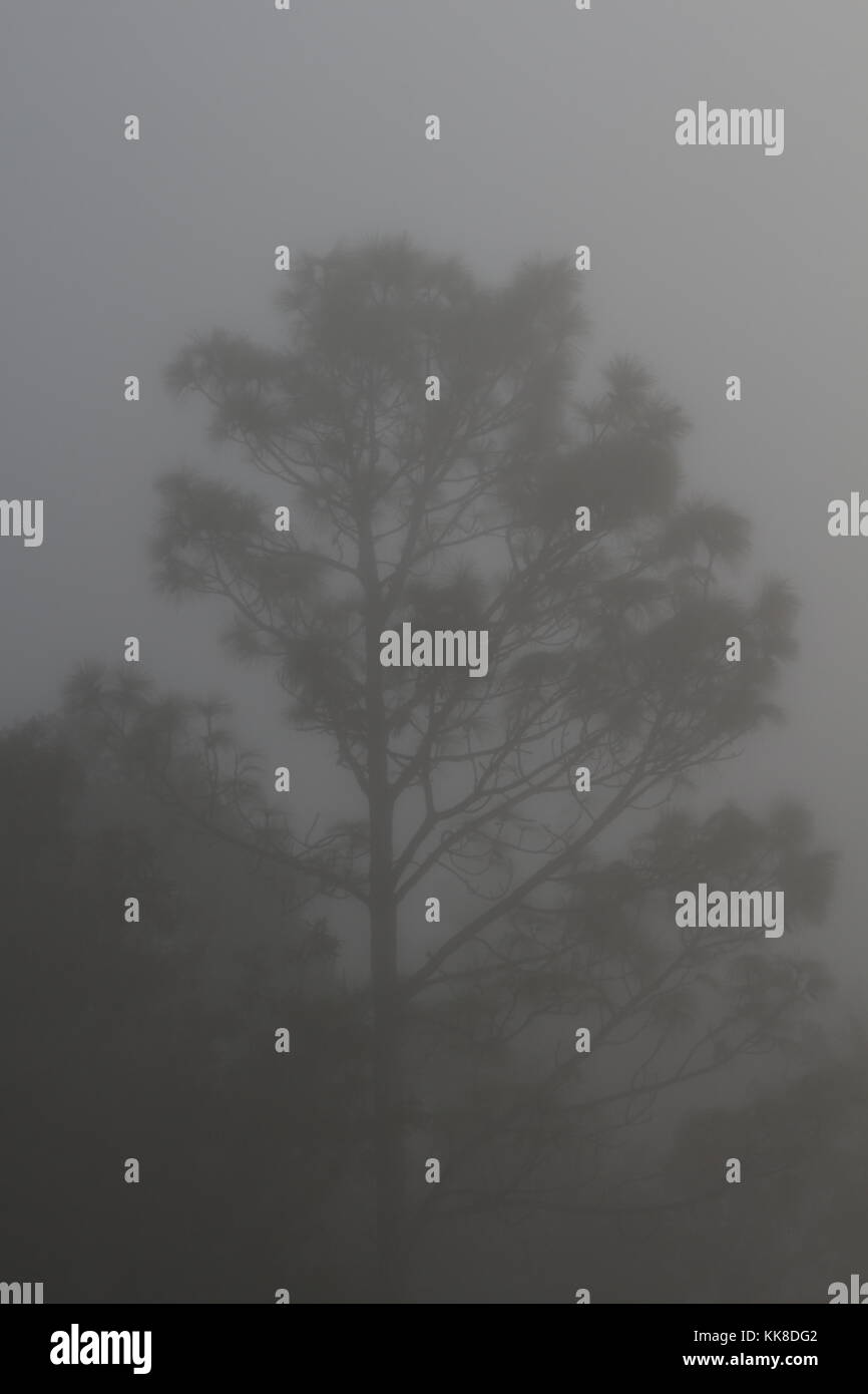 Southern Pine trees in the fog, Florida Stock Photo