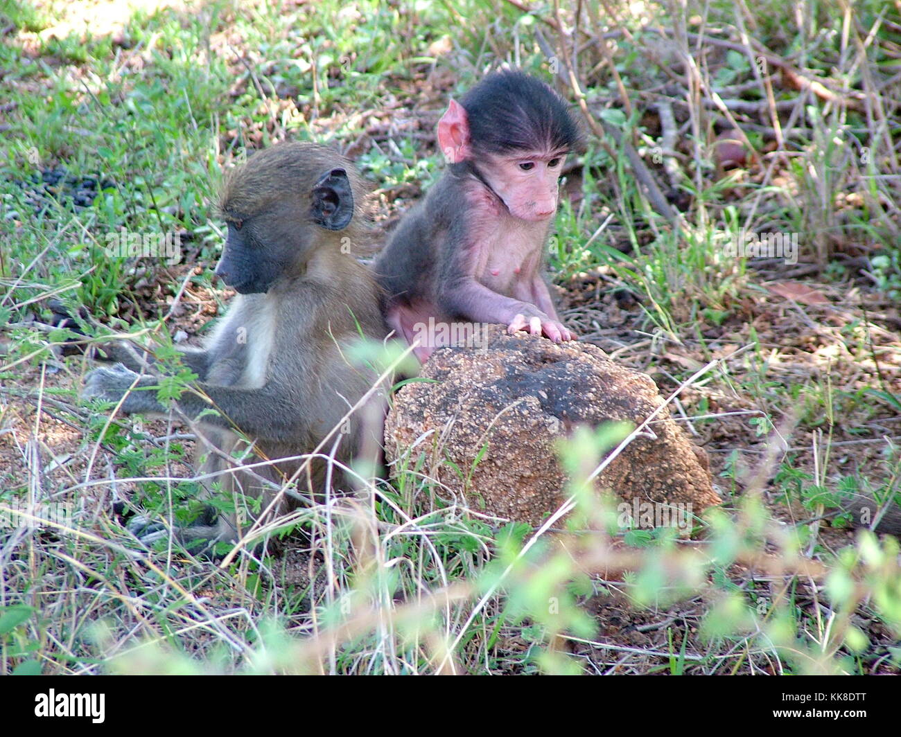 South Africa - November 4, 2011: Baby Baboons sighted in Kruger National Park Stock Photo