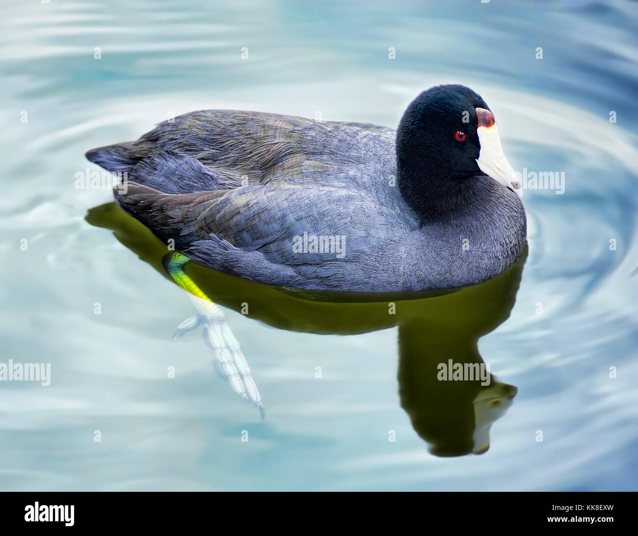 American Coot duck in a pond it's reflect mirrored in the nearly still clear water. Stock Photo