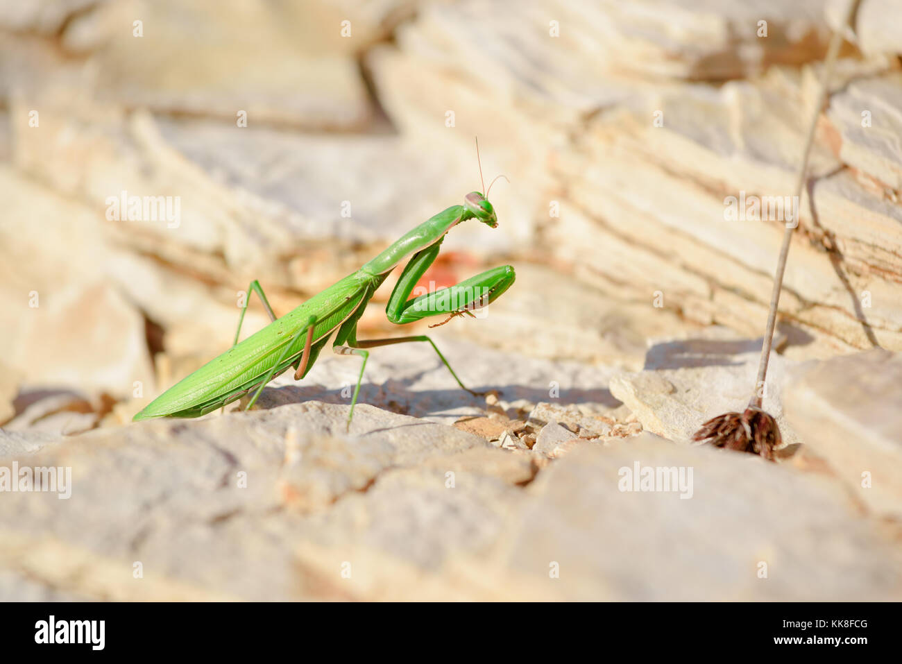 The European mantis, praying mantis or Mantis religiosa is a large hemimetabolic insect in the family of the Mantidae (mantids), which is the largest Stock Photo