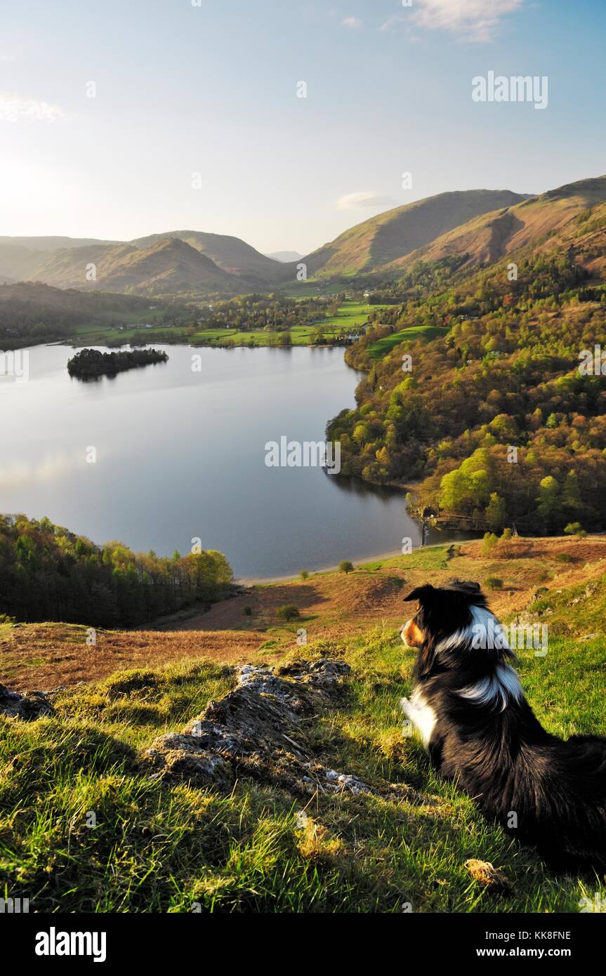 Border collie sheepdog on Loughrigg Fell looks over Grasmere valley and lake in Lake District National Park, Cumbria, England. Stock Photo