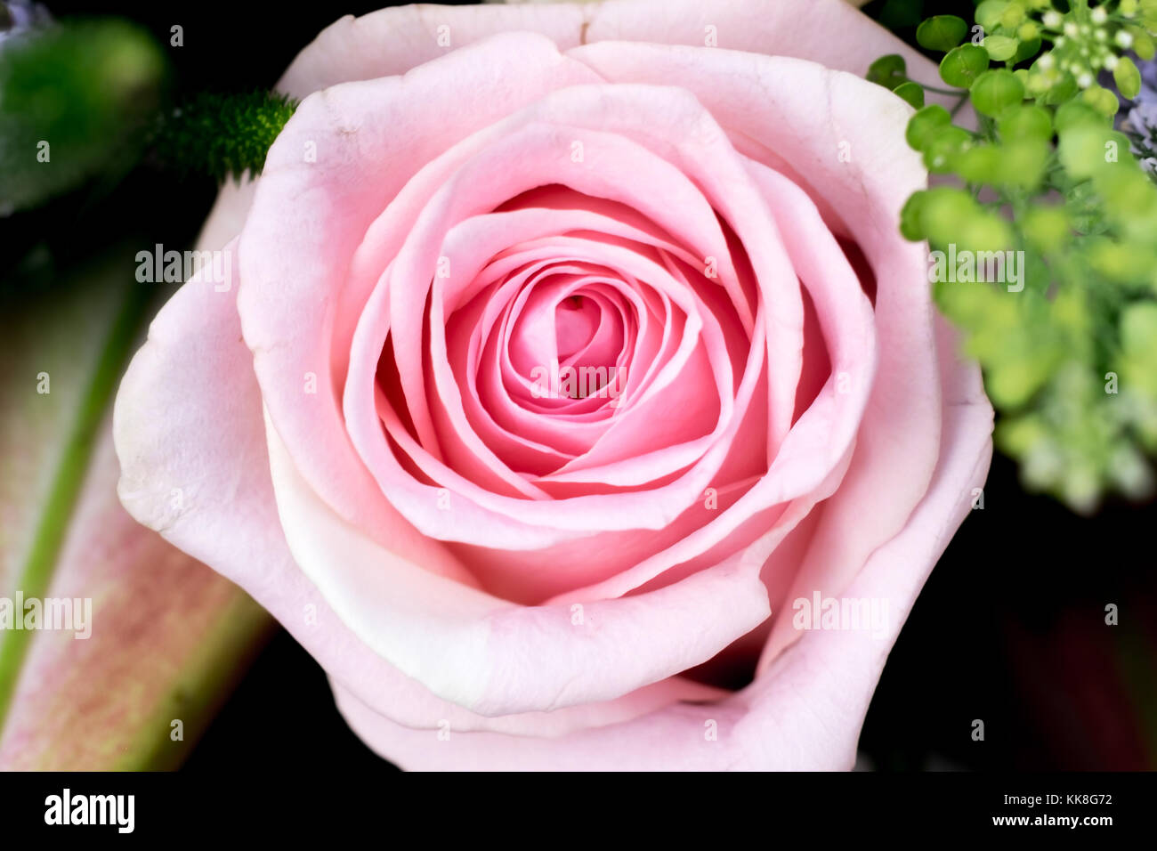 Closeup macro photo of pink beautiful rose roses Stock Photo - Alamy
