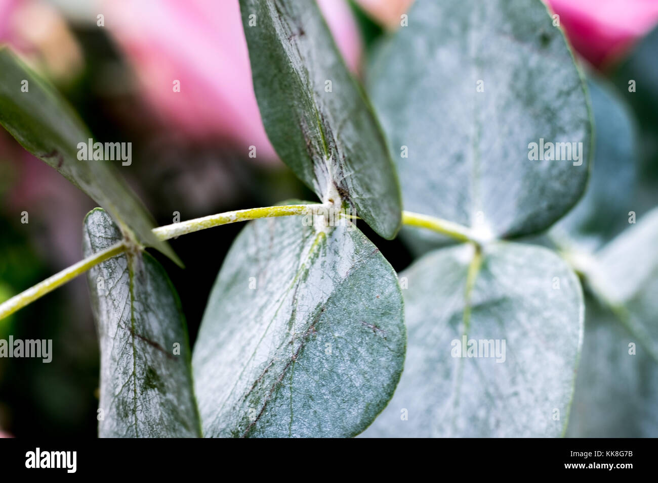 Pink eucalyptus leaves hi-res stock photography and images - Alamy