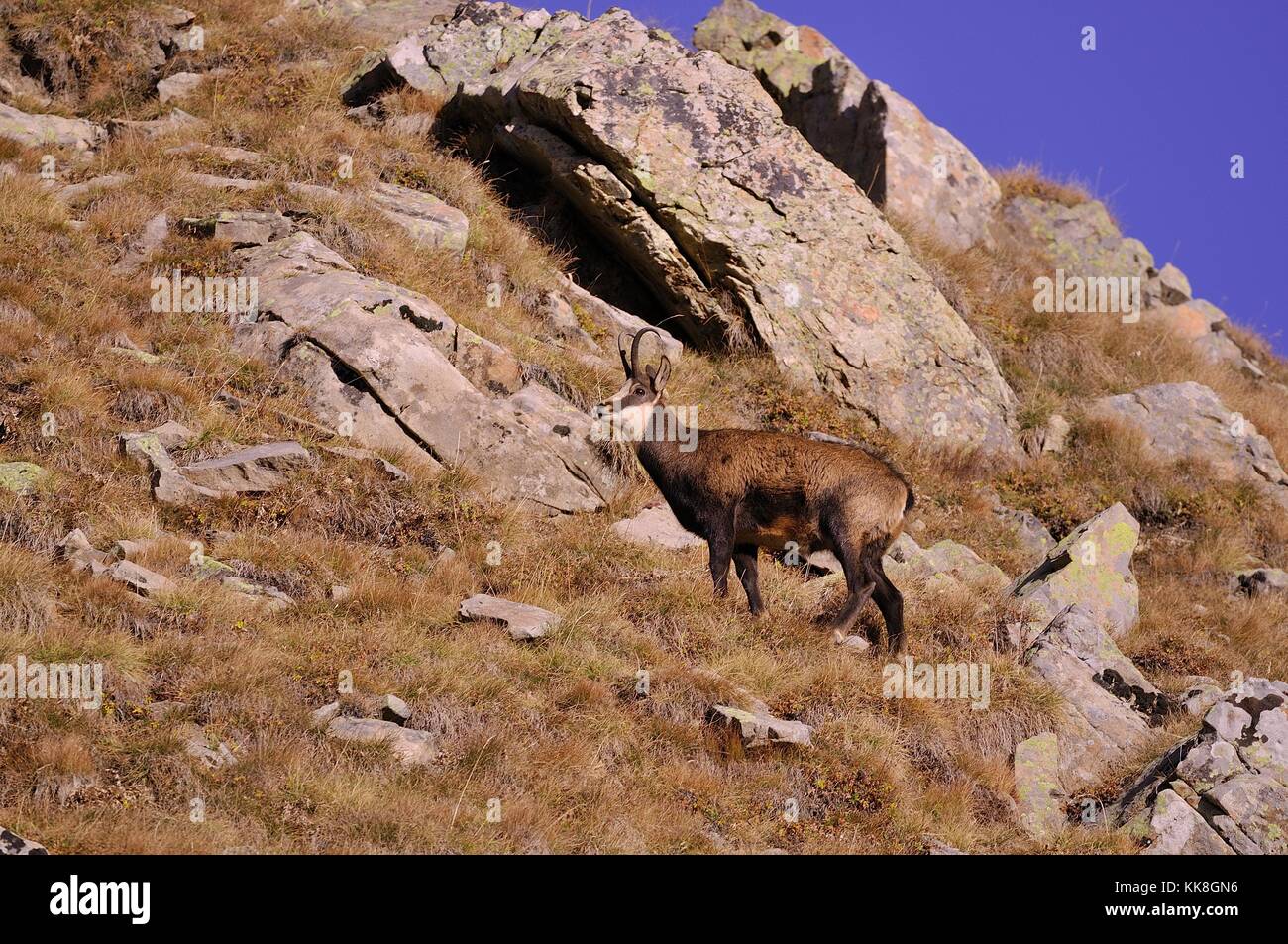 Le Chamois High Resolution Stock Photography And Images Alamy