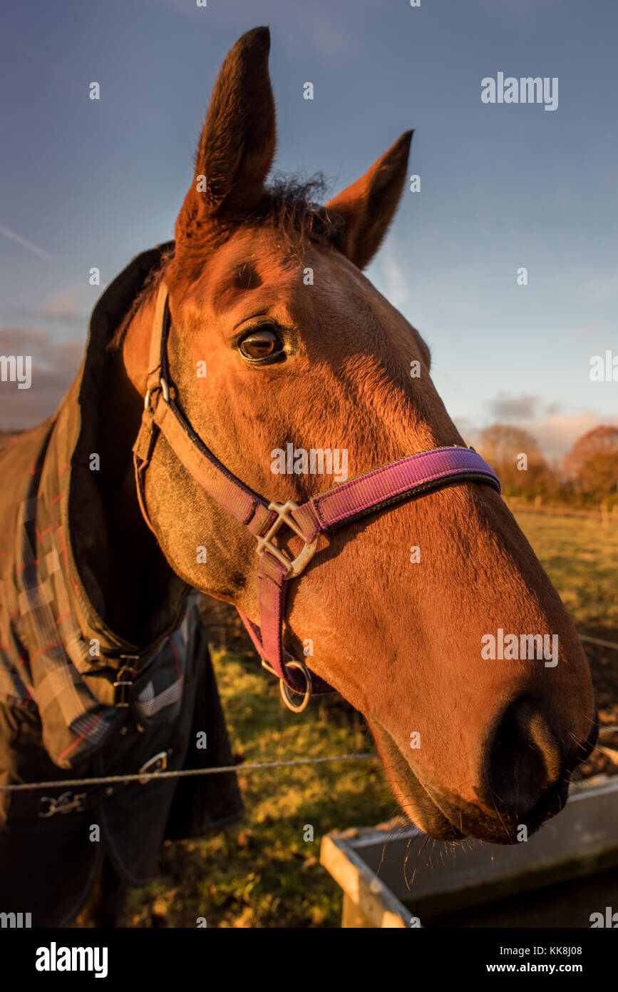 Horse's Head in the golden glow of the sunset Stock Photo Alamy