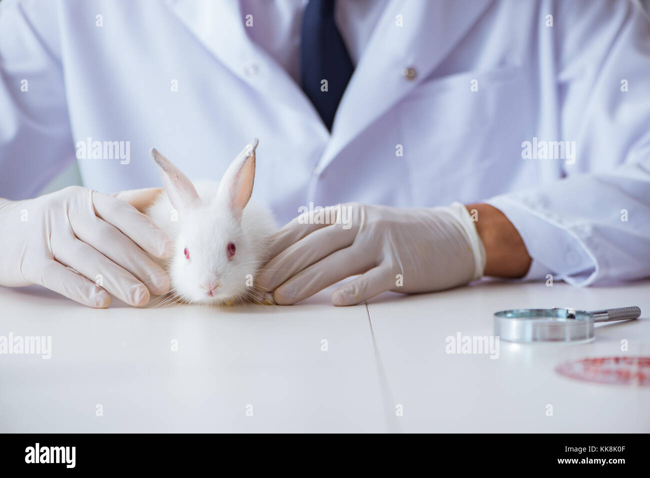 Vet doctor examining rabbit in pet hospital Stock Photo